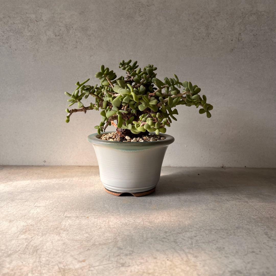 g*g様 ケラリアピグマエア　現地球　発根済み　塊根植物　陶器鉢セット　Ⅲ