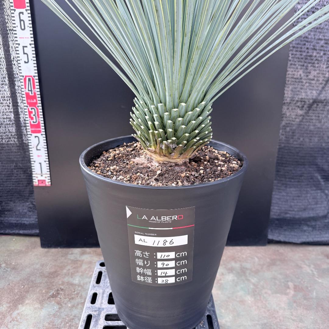 k*u様 【AL1186】ユッカ　ロストラータ　ランチョブルー