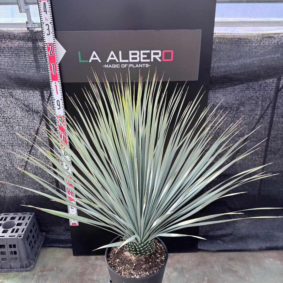 k*u様 【AL1186】ユッカ　ロストラータ　ランチョブルー