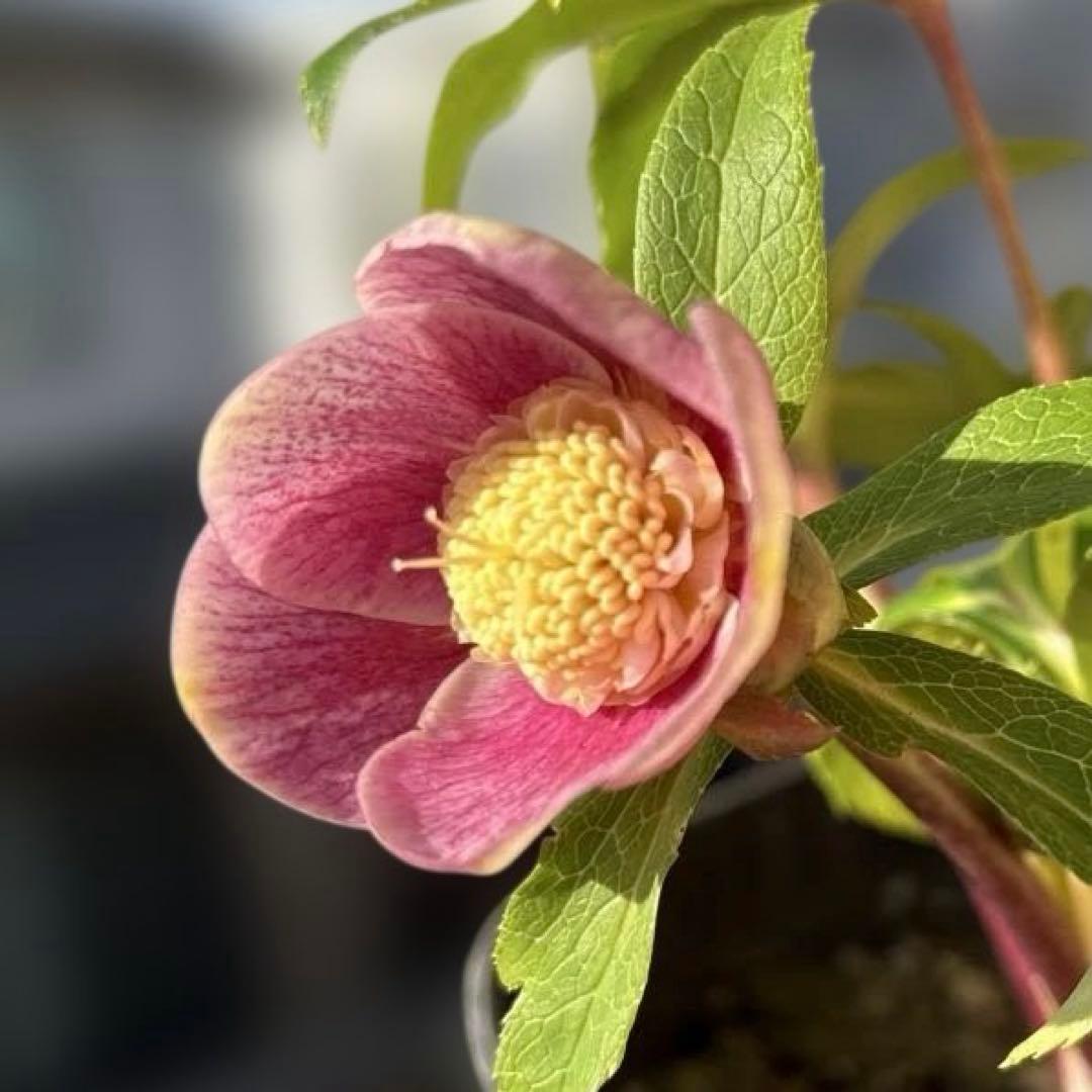 広瀬園芸　クリスマスローズ　開花株　匿名発送 ピンクオーレアセミダブル　小輪