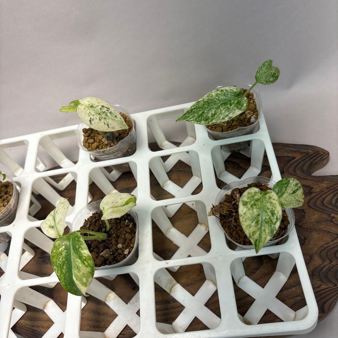 桃*郎様 5株セットms72【特別選抜】ホワイトモンスター／天津蘭 モンステラ斑