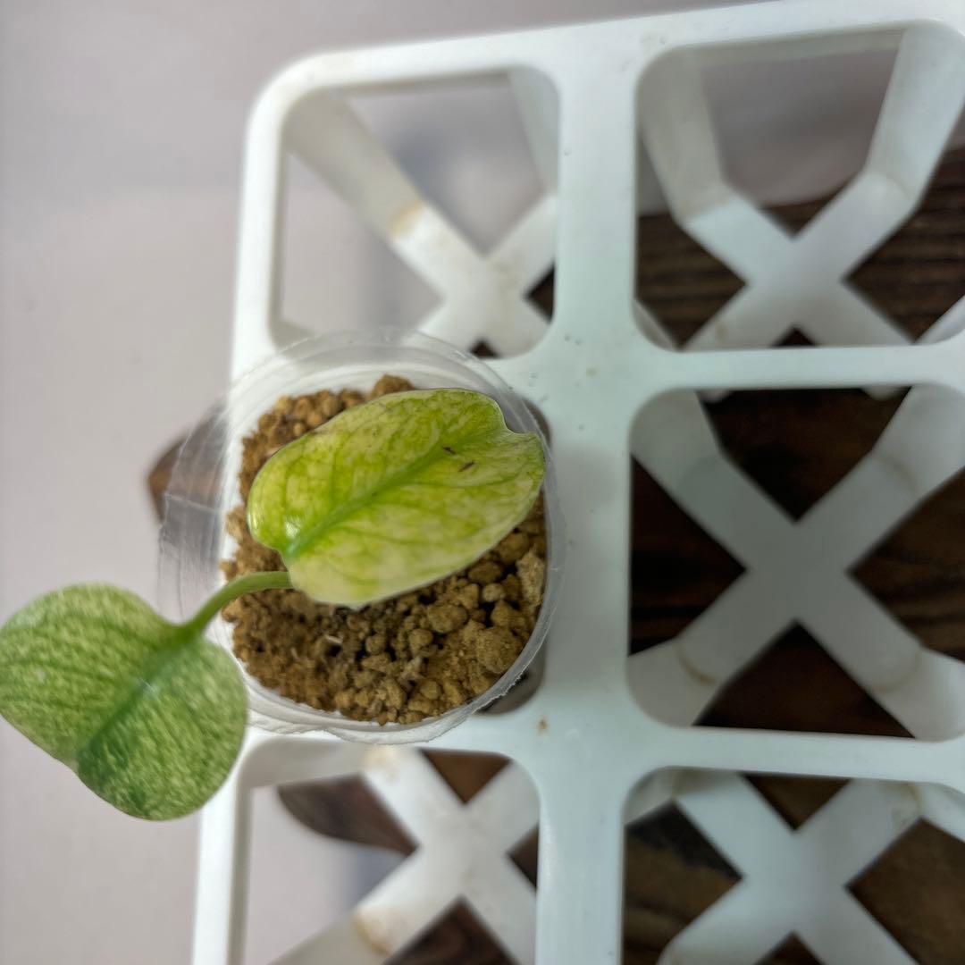 桃*郎様 5株セットms72【特別選抜】ホワイトモンスター／天津蘭 モンステラ斑