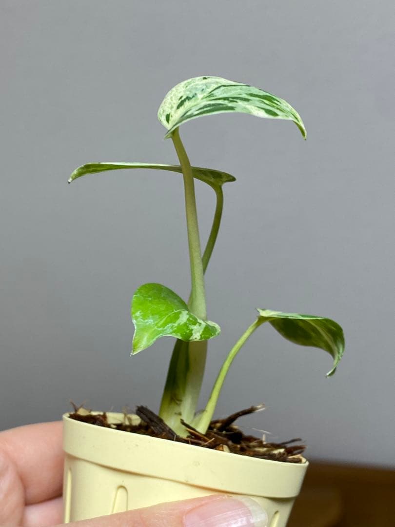 み*ん様 【将来有望株‼️】モンステラ　デリシオーサ　バルバソー　フシギダネ/ベ