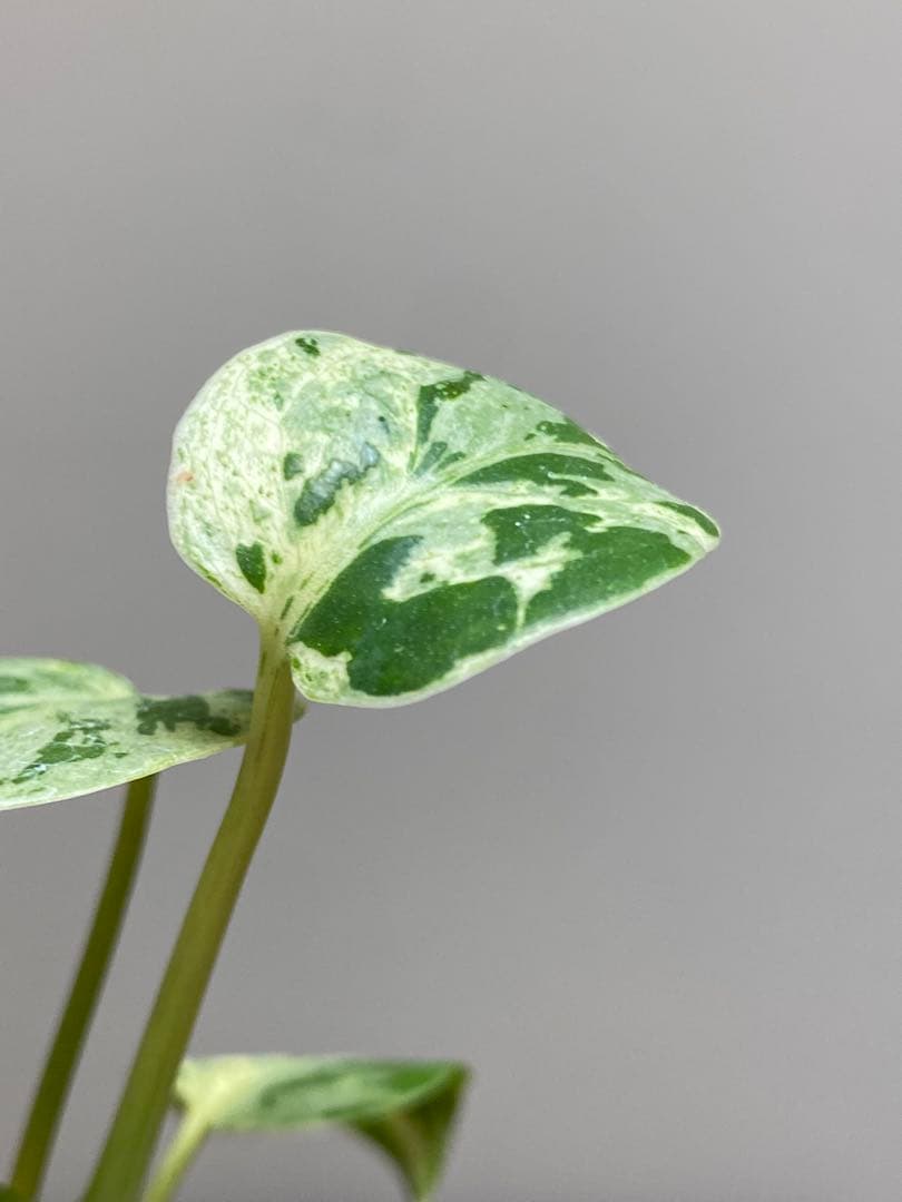 み*ん様 【将来有望株‼️】モンステラ　デリシオーサ　バルバソー　フシギダネ/ベ