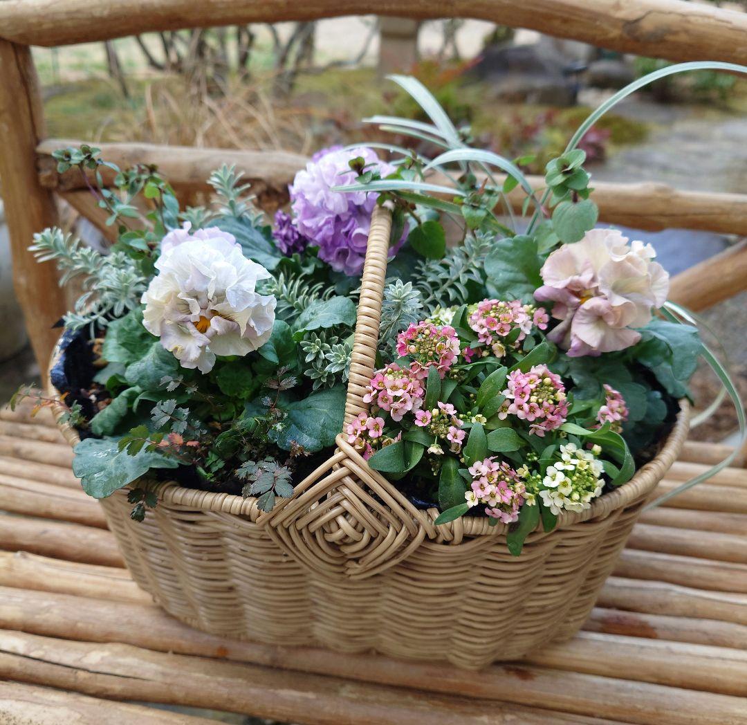 寄せ植え花　プリセドールcocoテイアラ