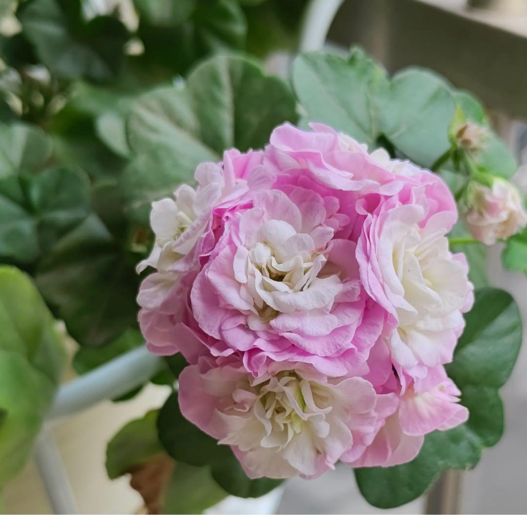 超新品アイビーゼラニウム苗