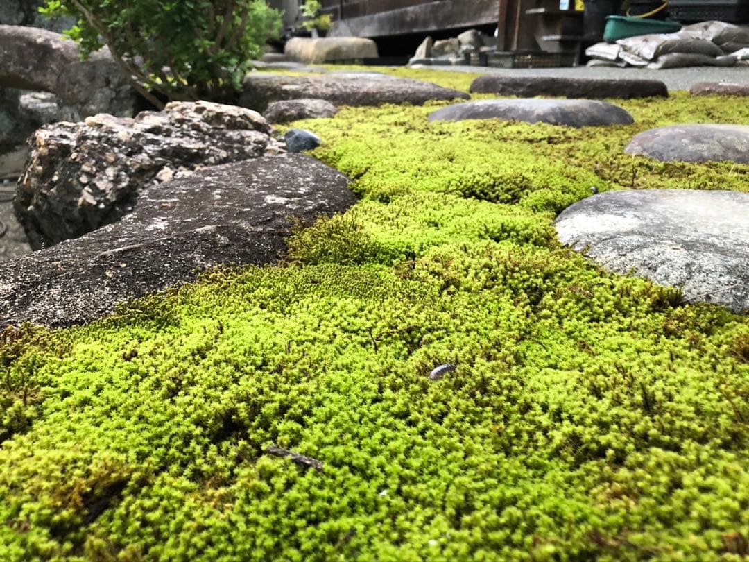 スナゴケ　砂苔　10枚 11,000円　送料込み　天然 40㎝✖︎30㎝