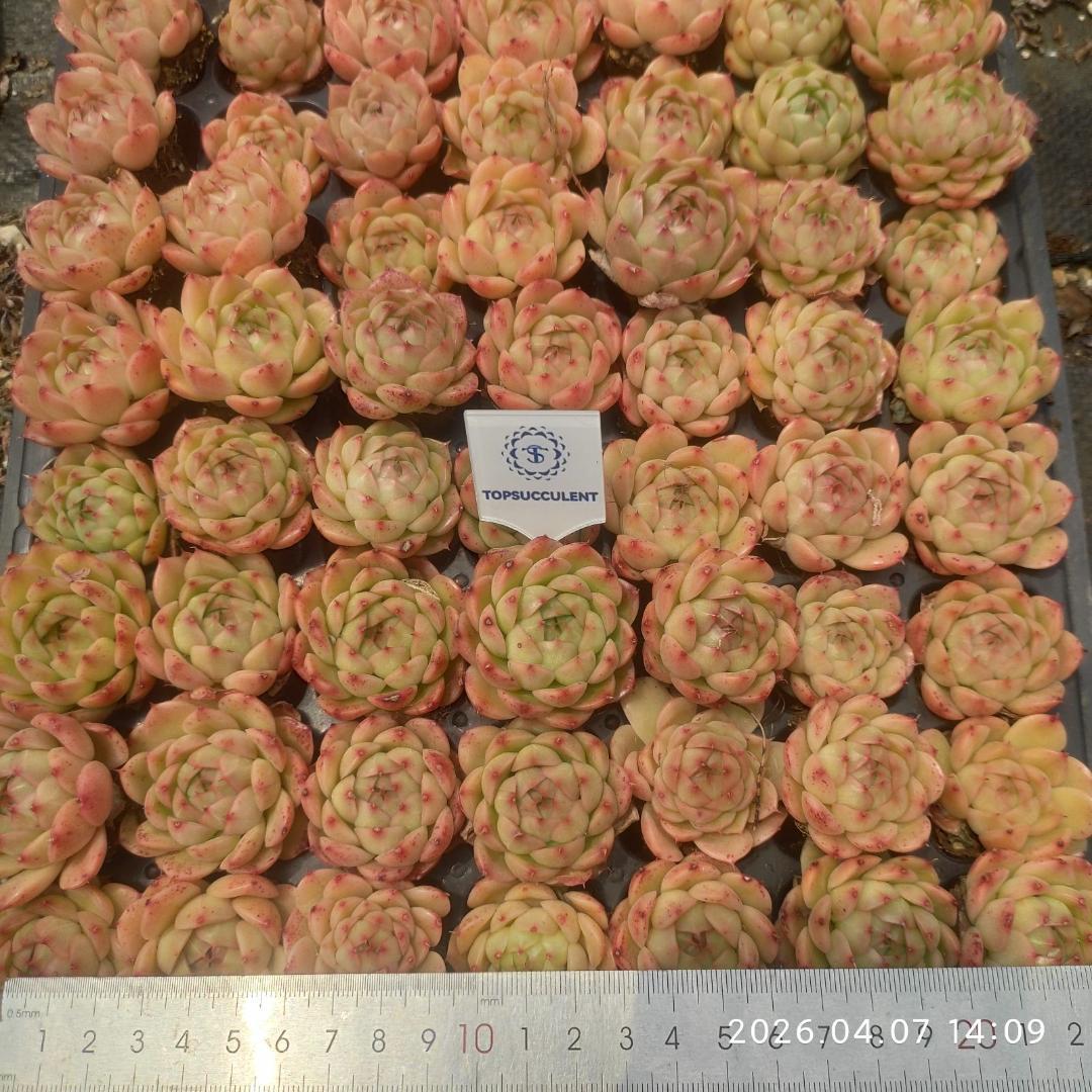 Top【選抜株】多肉植物　23489クリスタル　レーク 105個　プラグトレー苗