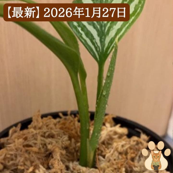 【美株・純血統子株】アグラオネマ・カーティシー 【親株直系】