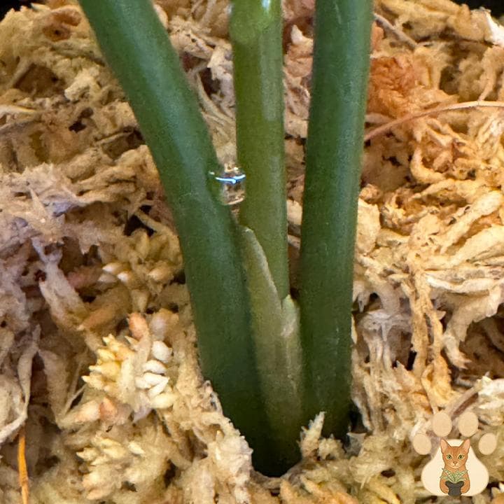 【美株・純血統子株】アグラオネマ・カーティシー 【親株直系】