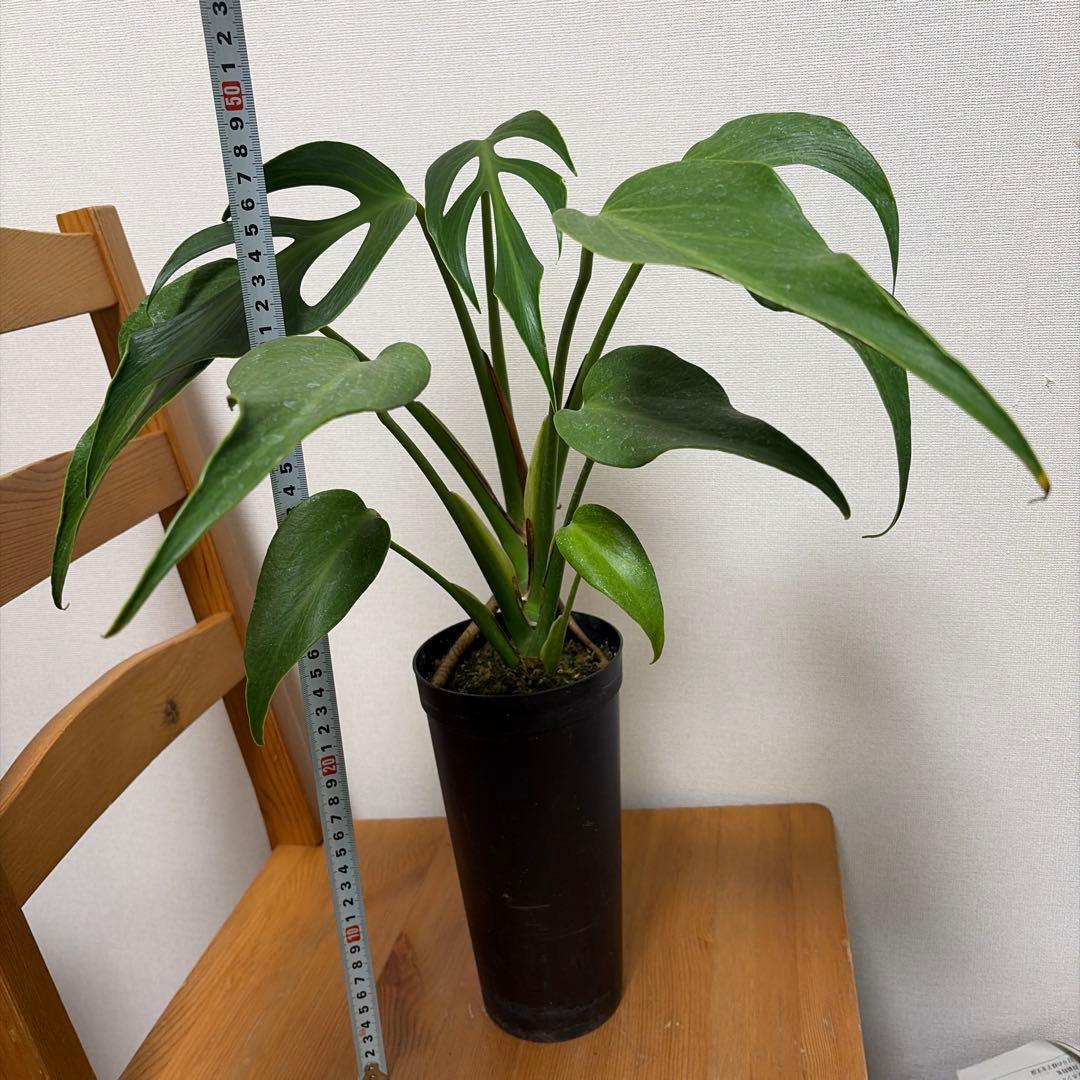 ＊モンステラ　バールマルクスフレーム　4号＊