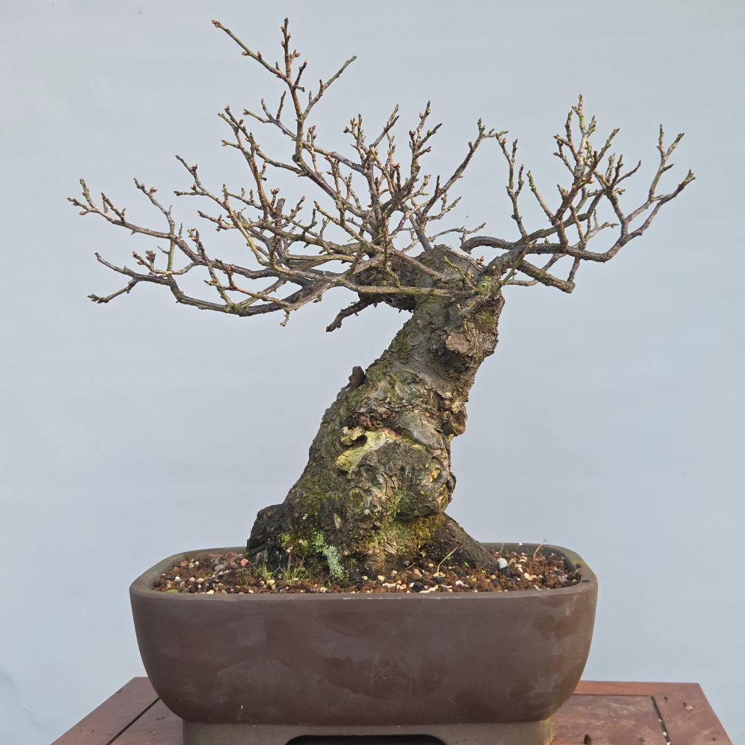 野梅　(米良)　(白花小輪一重)　[模様木]　梅　 中品盆栽