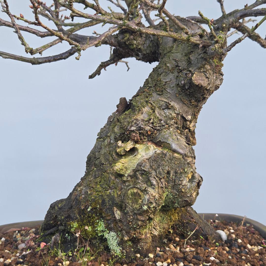 野梅　(米良)　(白花小輪一重)　[模様木]　梅　 中品盆栽