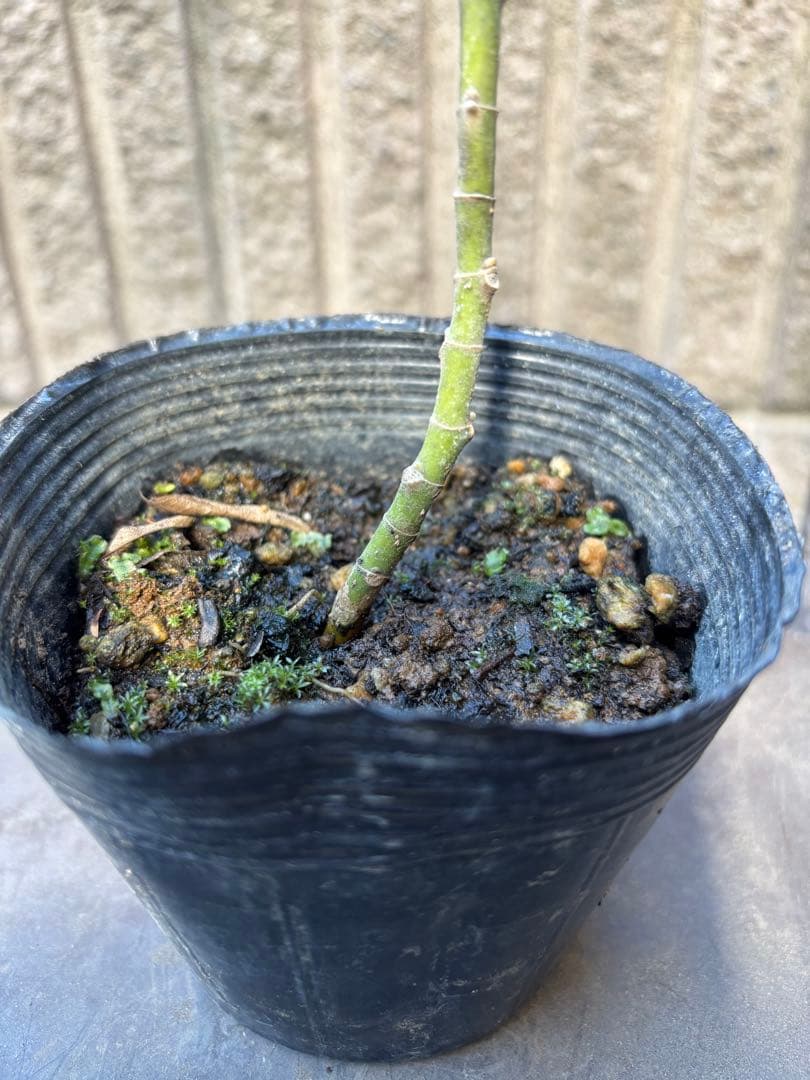 G*n様 タイサンボク　リトルジェム　3.5号ポット苗