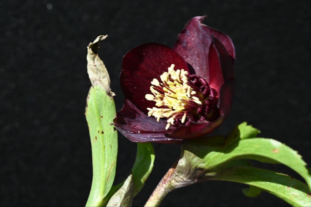 クリスマスローズ　認定キラメキチョコレート　加藤農園