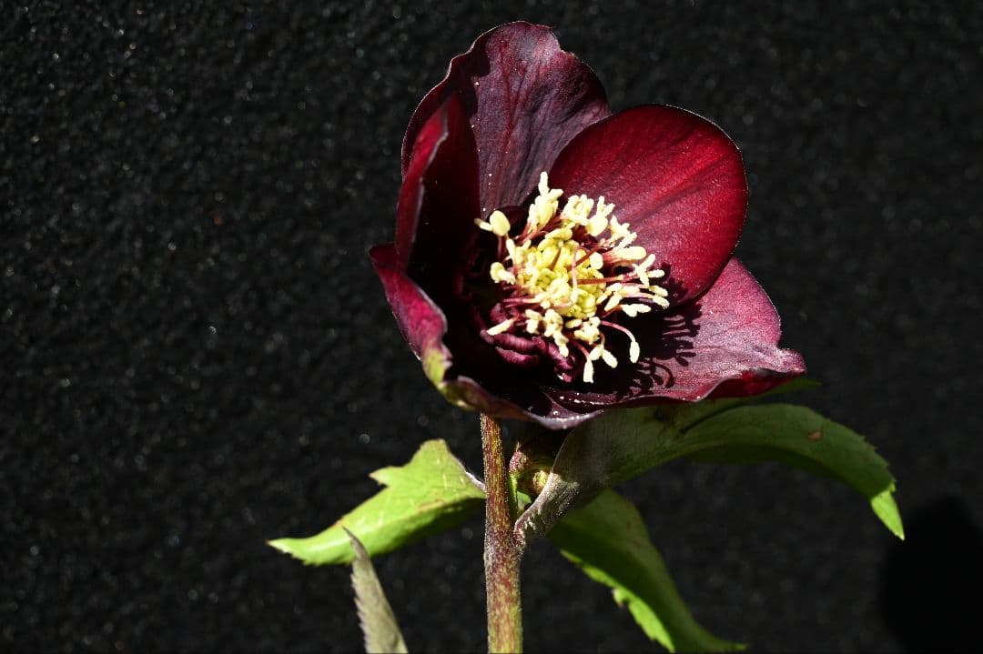 クリスマスローズ　認定キラメキチョコレート　加藤農園