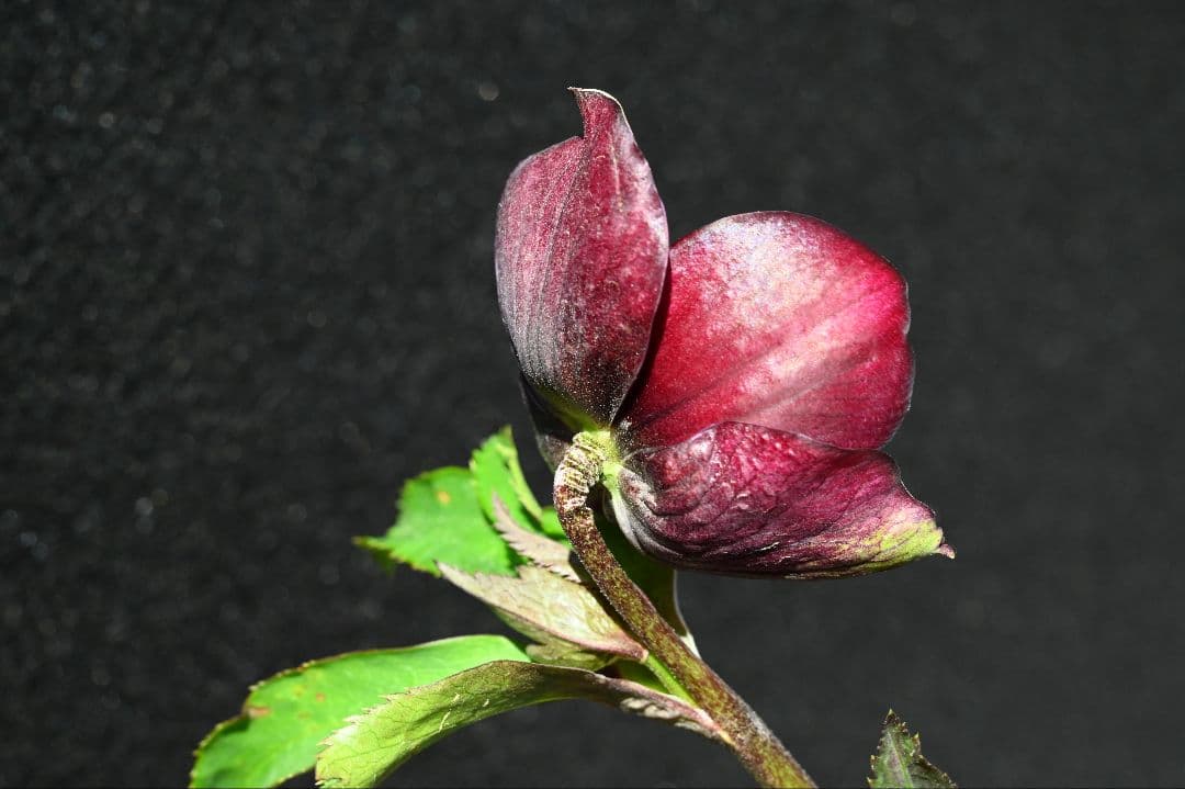 クリスマスローズ　認定キラメキチョコレート　加藤農園