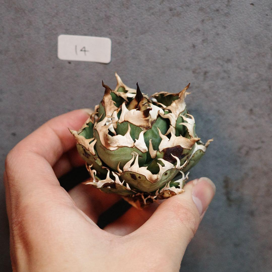 アガベ　チタノタ　オテロイ　赤猫　ゴリ猫　ボールタイプ　14