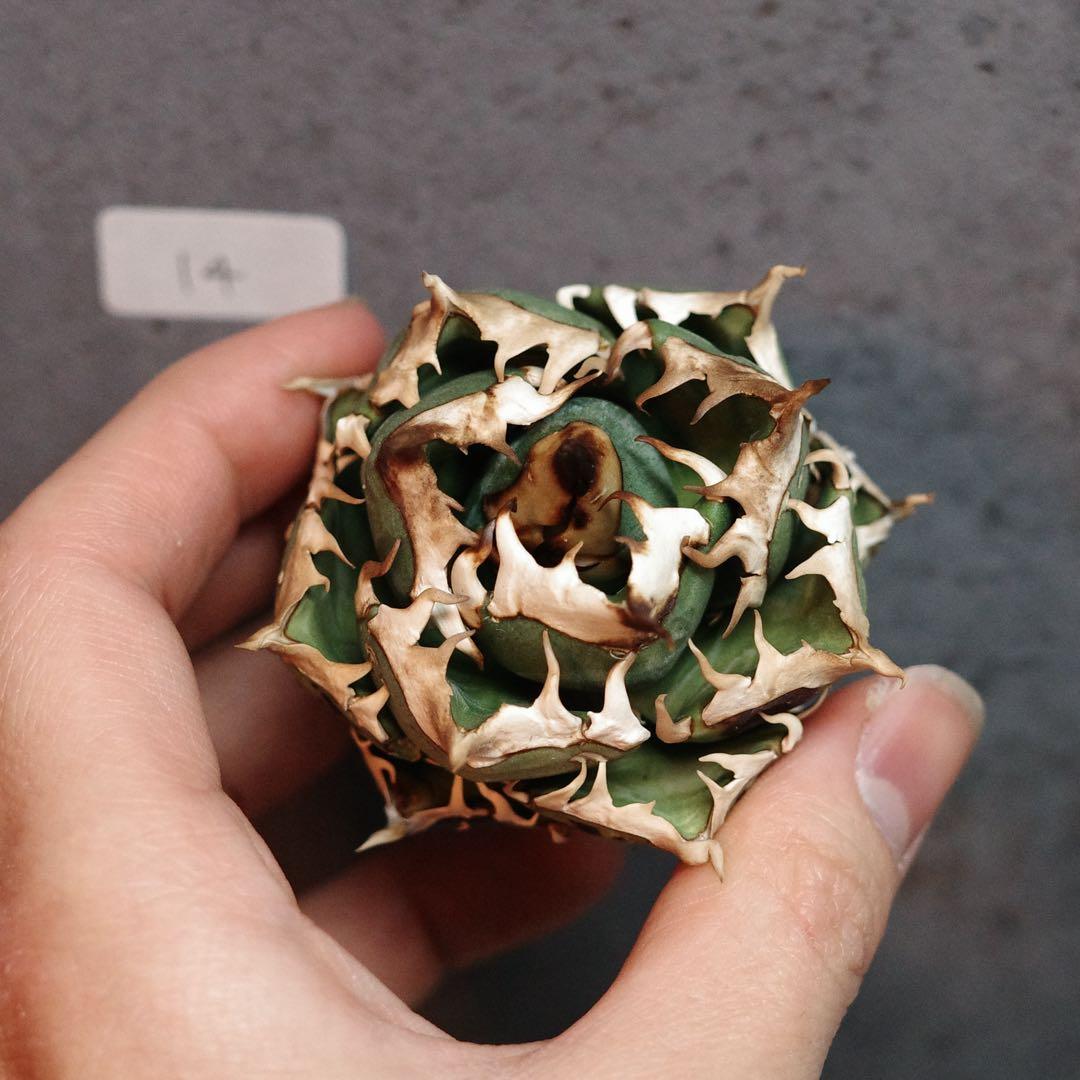 アガベ　チタノタ　オテロイ　赤猫　ゴリ猫　ボールタイプ　14