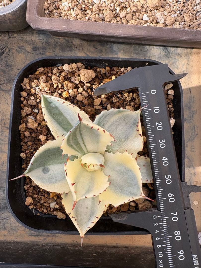 レア　アルビノ　兜蟹　アガベ