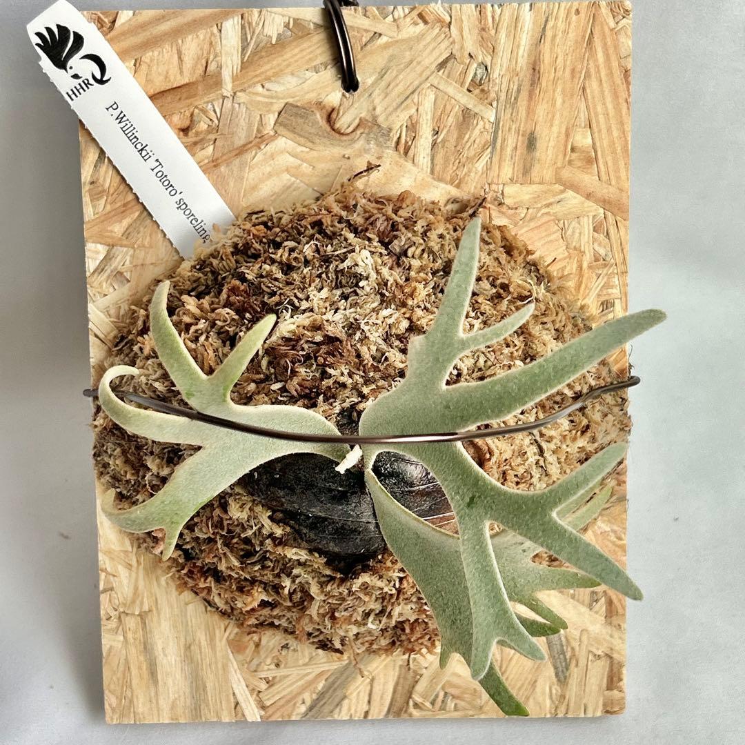 P. Willinckii Totoro' （spore）【58】