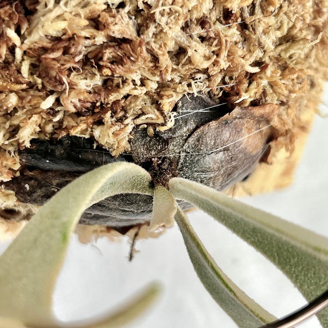 P. Willinckii Totoro' （spore）【58】