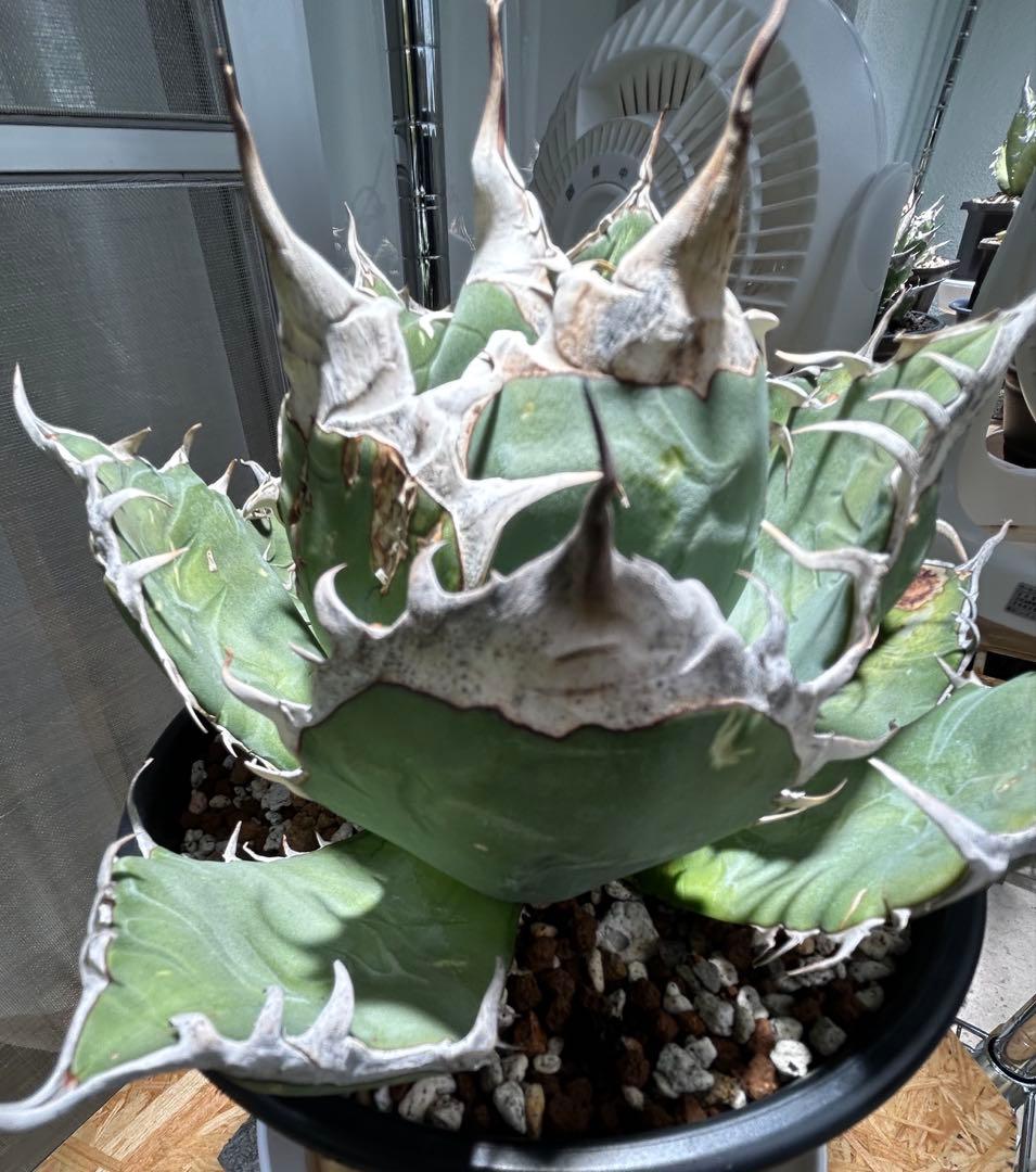 アガベ oaxaca oteroi 超バンド鋸歯 オアハカ オテロイ