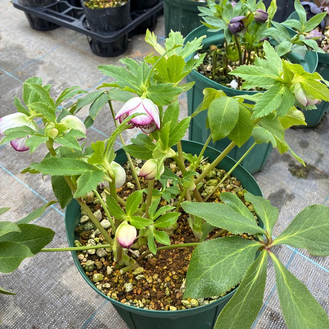 クリスマスローズ　太ピコティ　小輪　木口交配　実生　７寸 大株