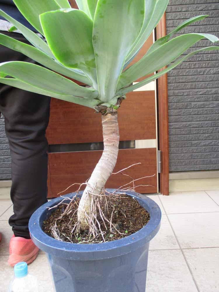 【現品】アガベ・アテナータ　10号鉢　E53番