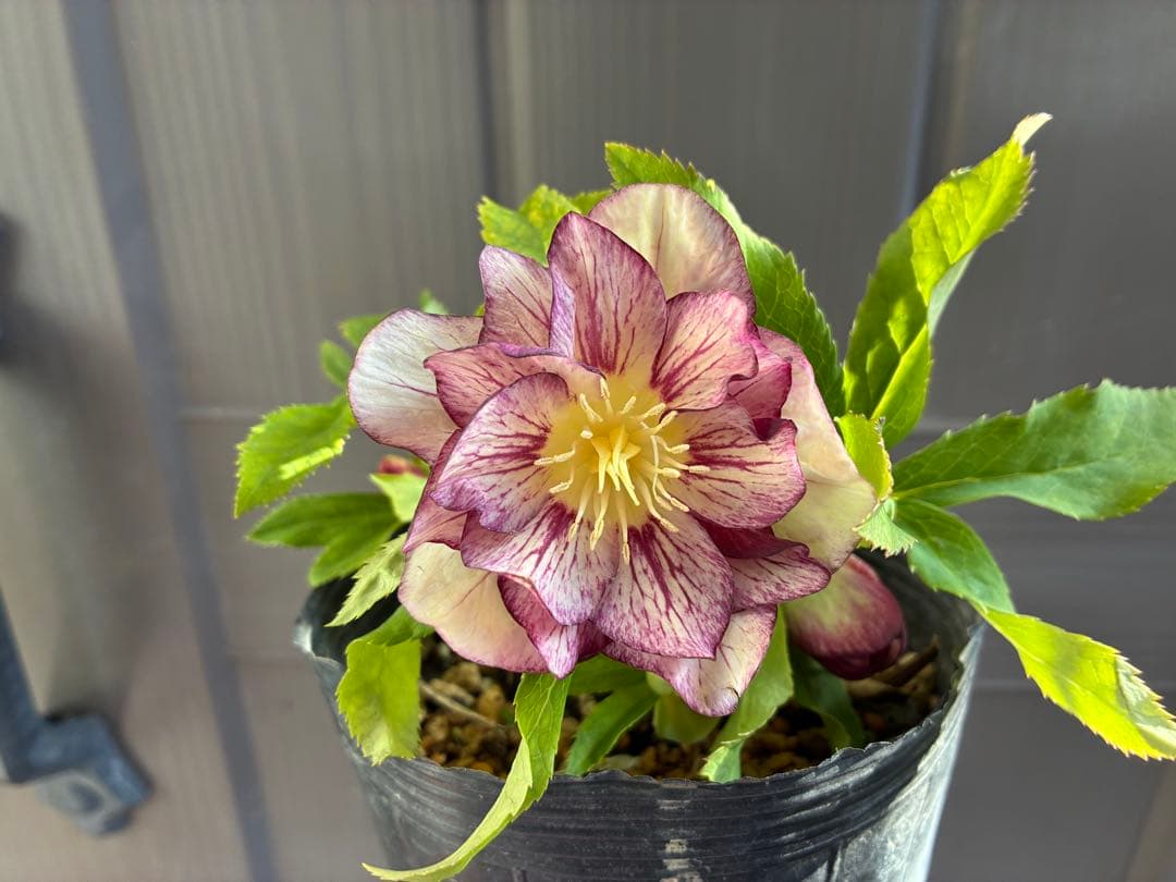 ♡加藤農園♡ホワイトゴールドベイン迫力