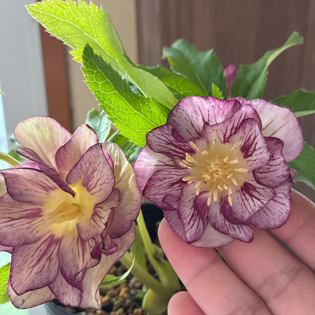 ♡加藤農園♡ホワイトゴールドベイン迫力