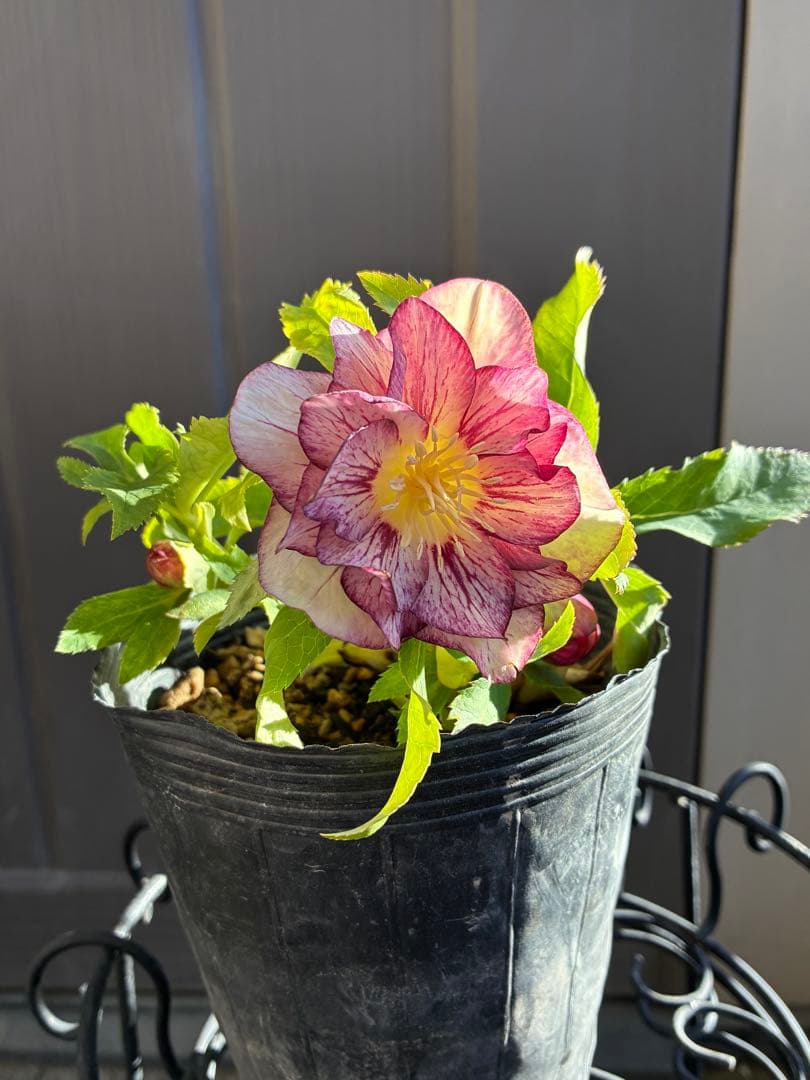 ♡加藤農園♡ホワイトゴールドベイン迫力