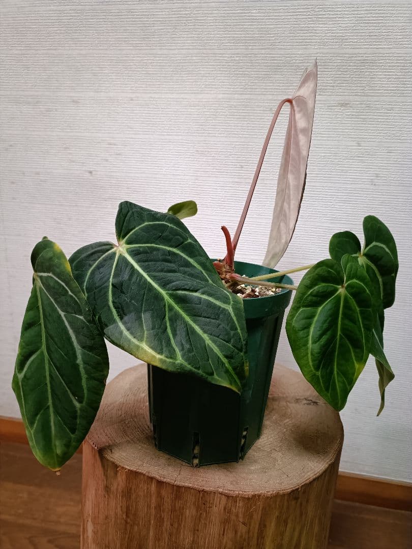 Anthurium carlablackiae アンスリウムカーラブラッキアエ