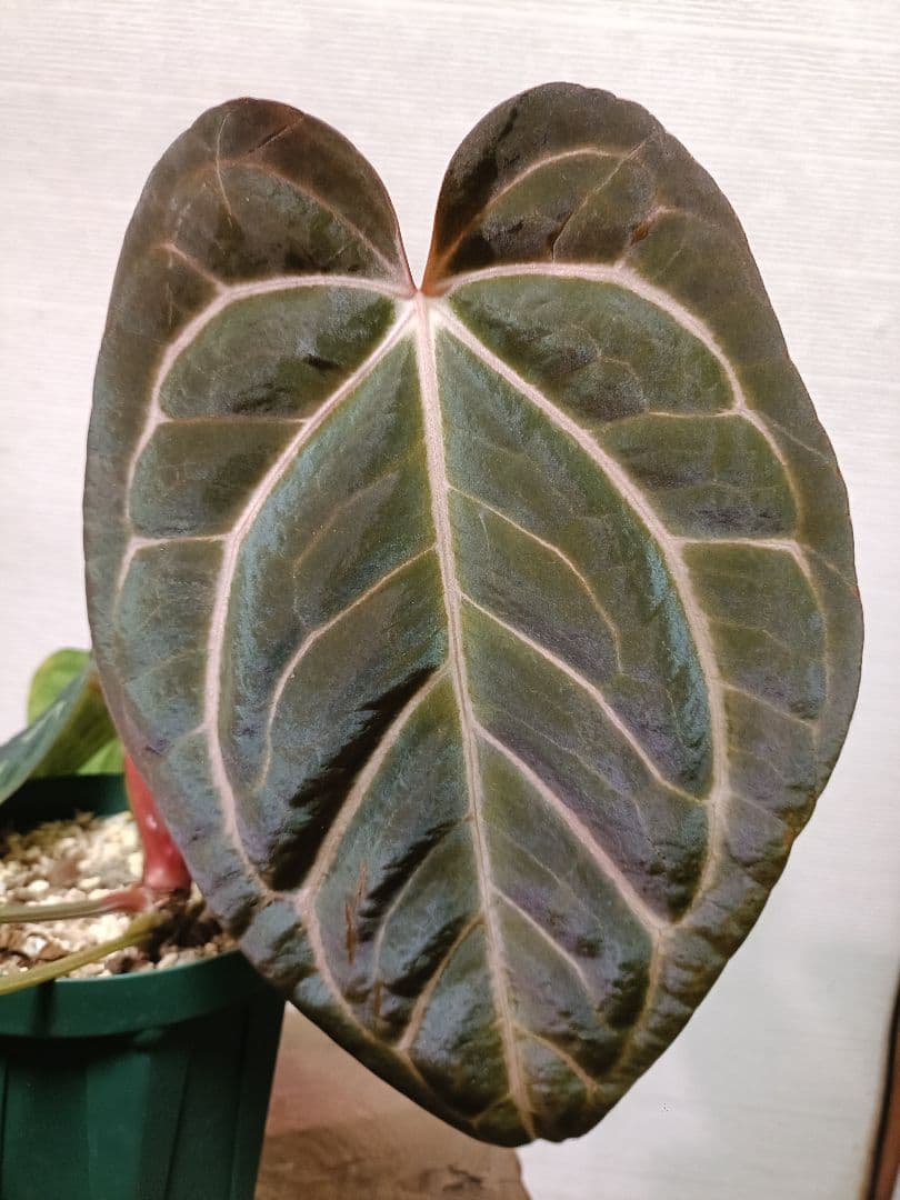 Anthurium carlablackiae アンスリウムカーラブラッキアエ