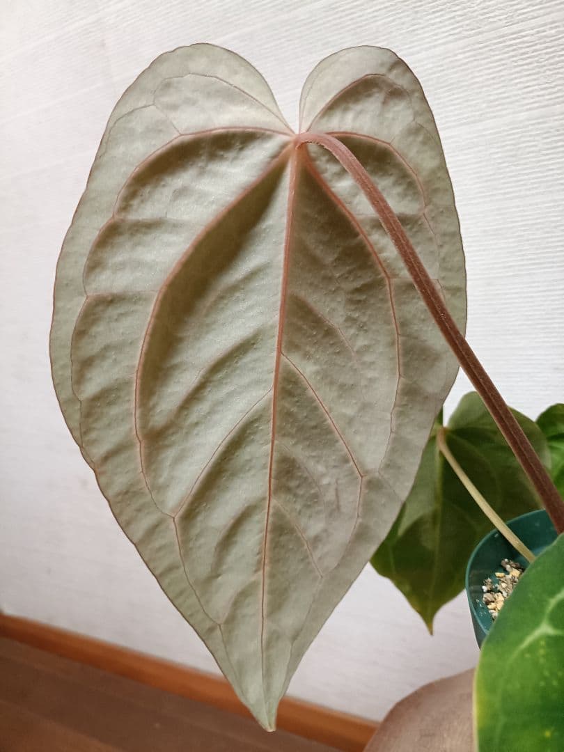 Anthurium carlablackiae アンスリウムカーラブラッキアエ