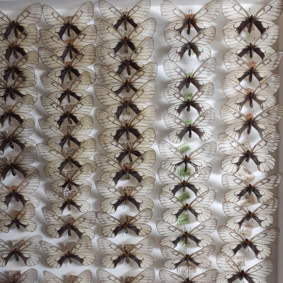 蝶標本　ウスバシロチョウ(ヒメウスバ)、エゾシロチョウ、大型ドイツ標本箱二箱入り