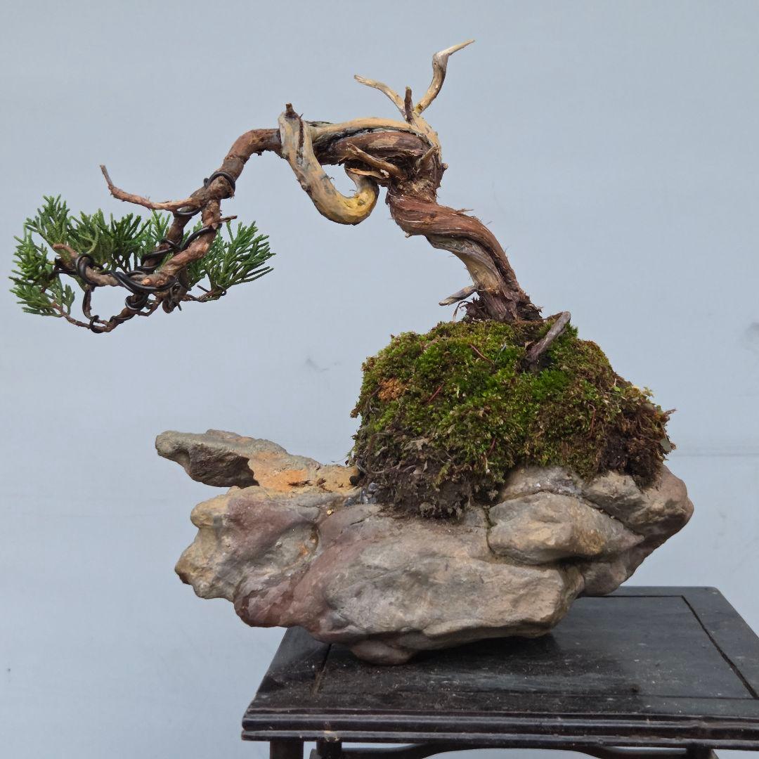 真柏　[石付半懸崖]　貴風盆栽
