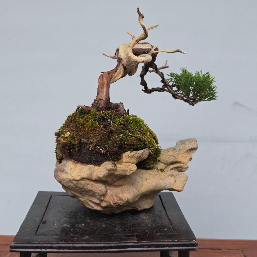 真柏　[石付半懸崖]　貴風盆栽