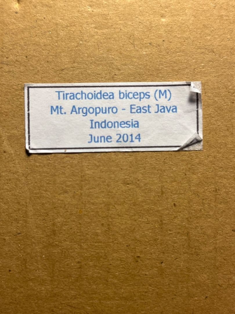 【状態最高】Tirachoidea bicepsナナフシ標本 コノハムシコロギス