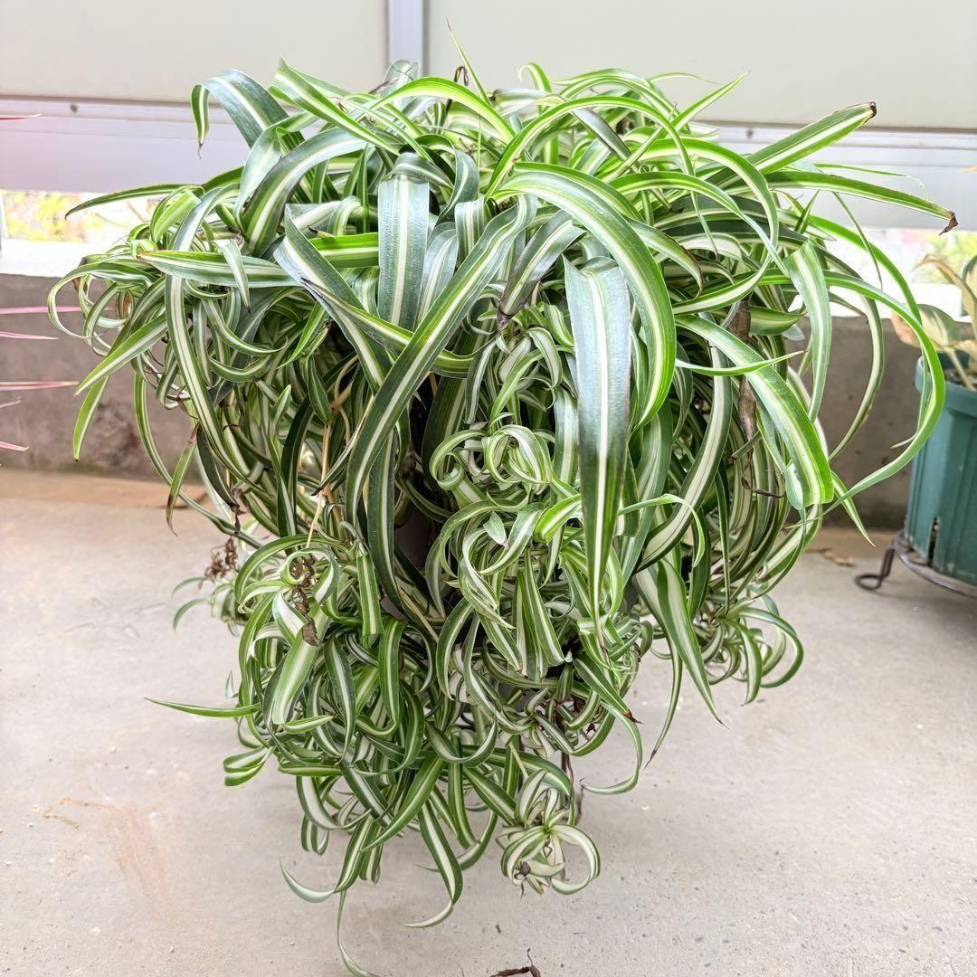 オリヅルランボニー 大型 2