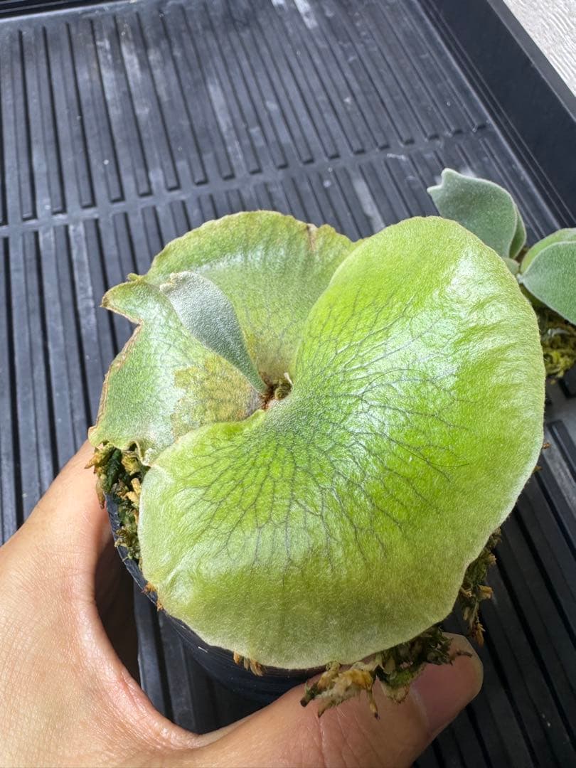 CK pavilion pup 2種　ビカクシダ