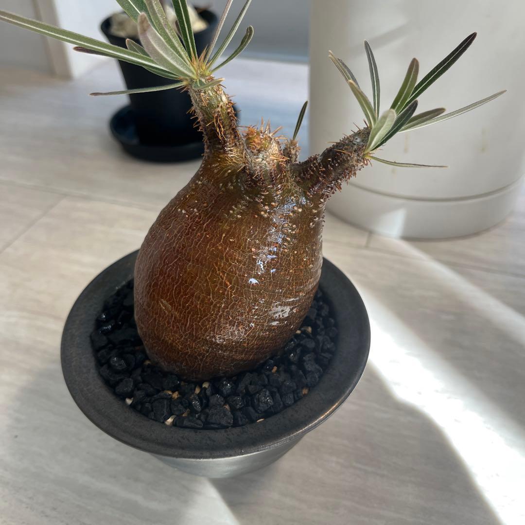 【良型】グラキリス 発根済 鉢なし 赤肌