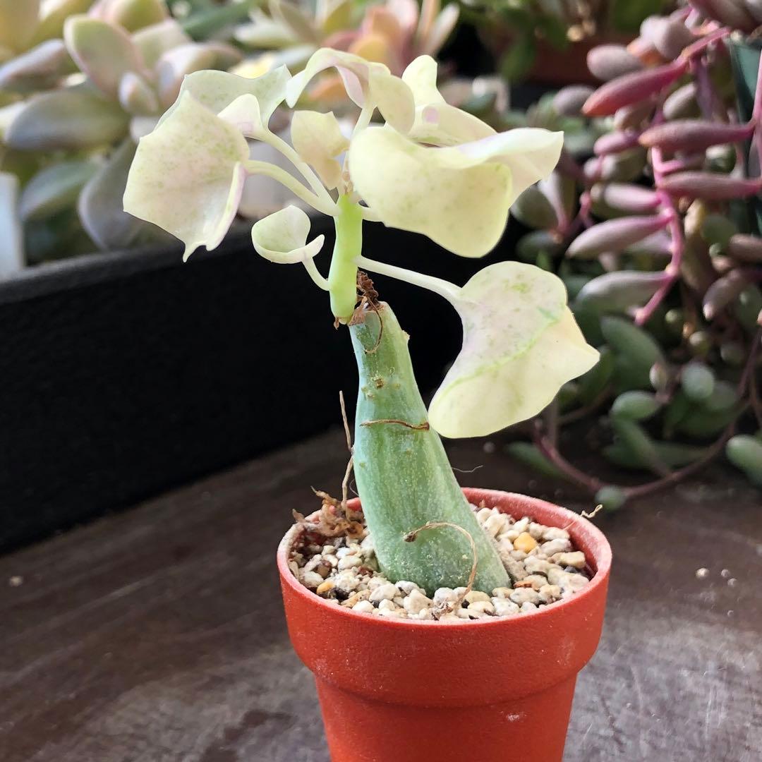 専用！多肉植物^o^  七法樹錦