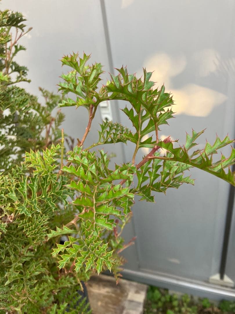 【16日まで】グレビレア　グレープ　8号鉢ごと発送　オージープランツ