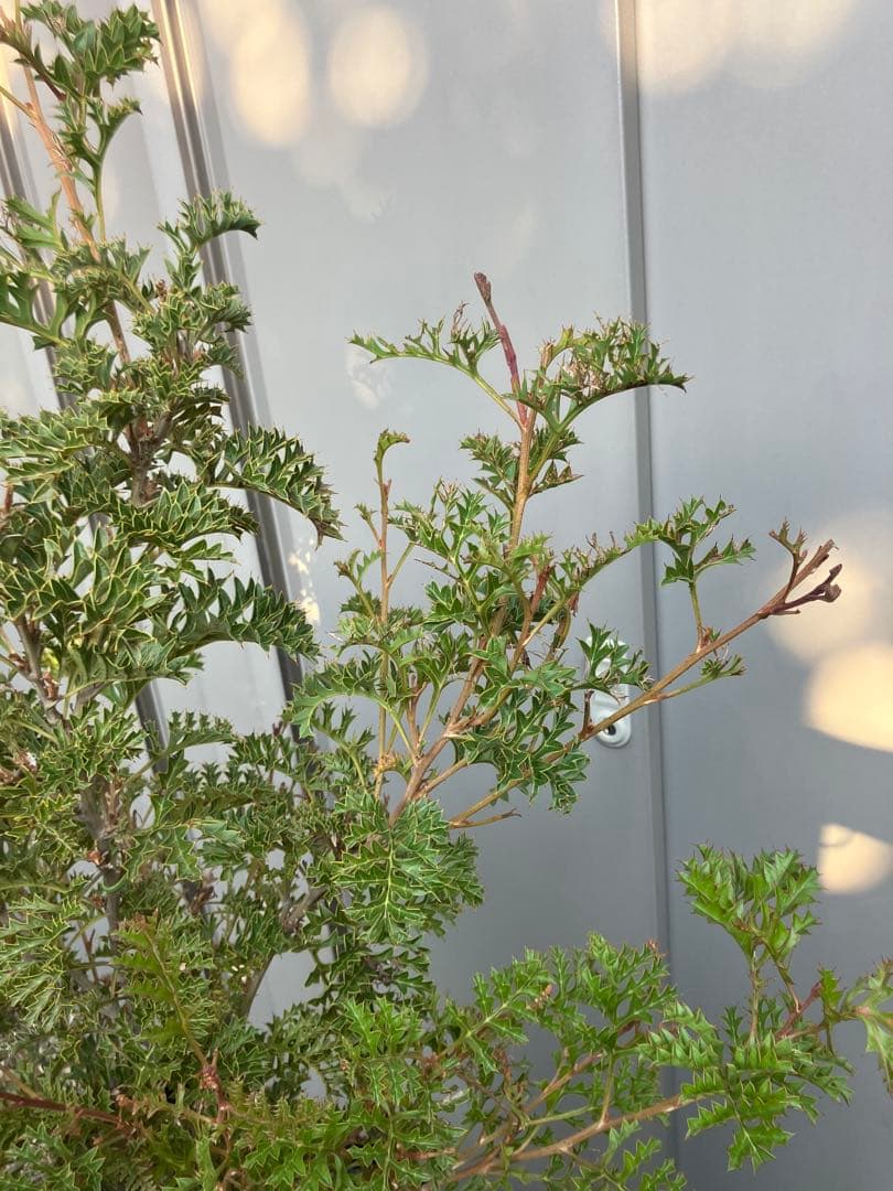 【16日まで】グレビレア　グレープ　8号鉢ごと発送　オージープランツ