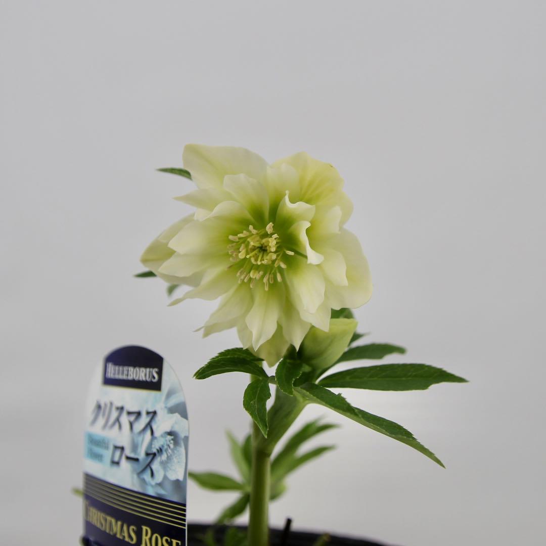 八重咲きクリスマスローズ　11ポットセット