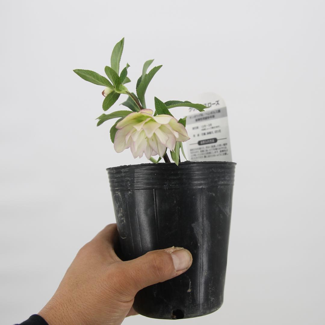 八重咲きクリスマスローズ　11ポットセット