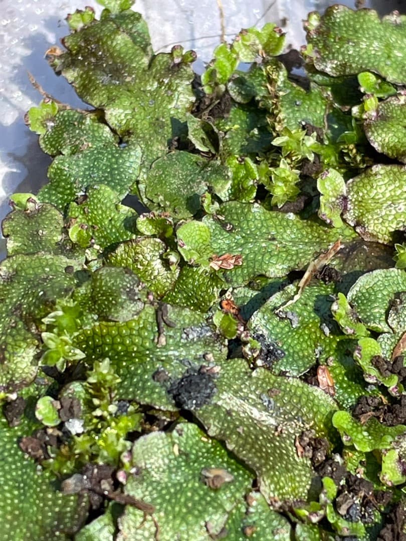 ジャゴケ(蛇苔)  　リクエスト用ページ　イモリウム　アクアリウム　観賞用天然苔