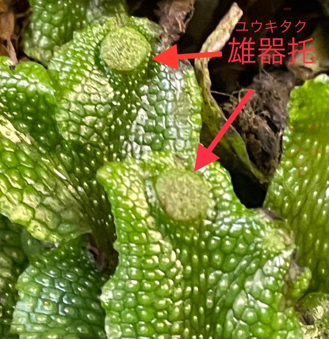 ジャゴケ(蛇苔)  　リクエスト用ページ　イモリウム　アクアリウム　観賞用天然苔