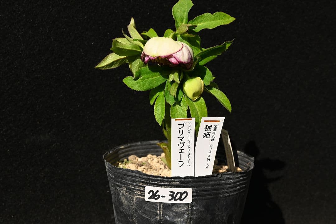 クリスマスローズ　認定毬姫プリマヴェーラ　加藤農園